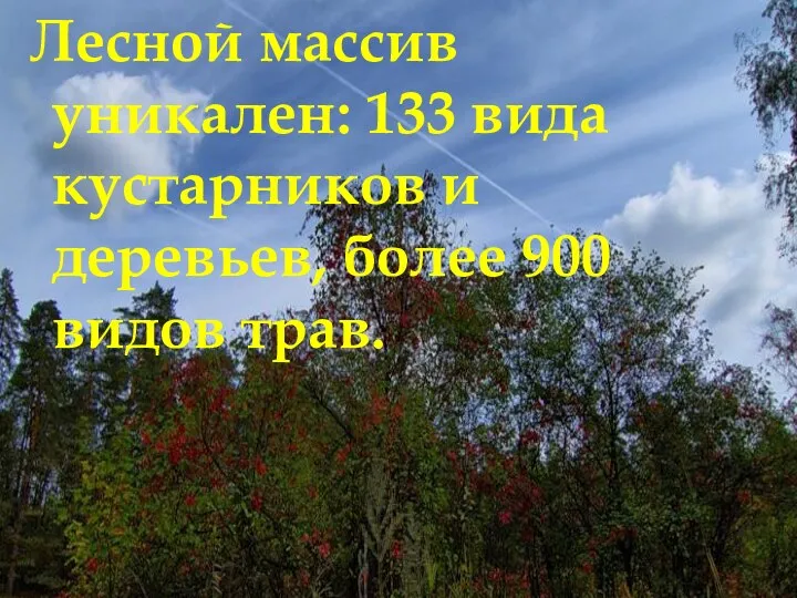 Лесной массив уникален: 133 вида кустарников и деревьев, более 900 видов трав.