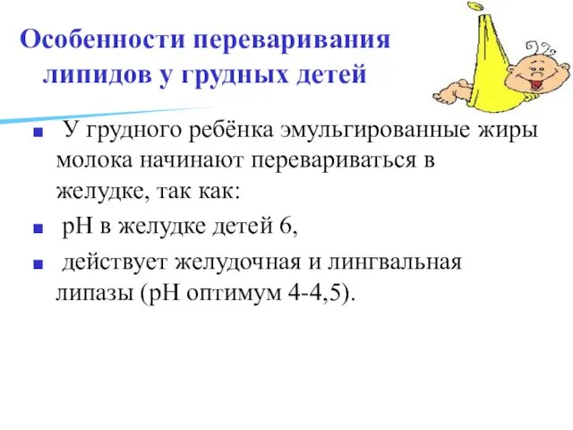 Особенности переваривания липидов у грудных детей У грудного ребёнка эмульгированные