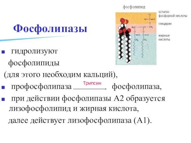 Фосфолипазы гидролизуют фосфолипиды (для этого необходим кальций), профосфолипаза фосфолипаза, при