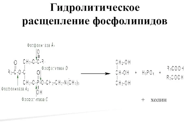 Гидролитическое расщепление фосфолипидов + холин