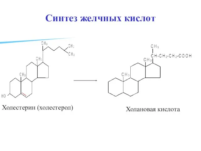 Синтез желчных кислот Холестерин (холестерол) Холановая кислота