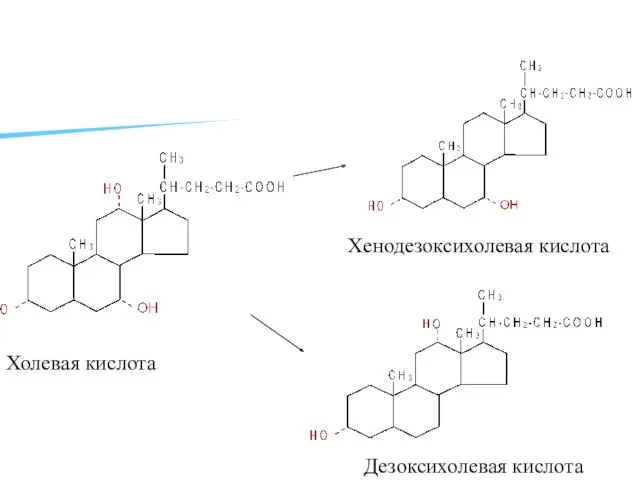 Холевая кислота Хенодезоксихолевая кислота Дезоксихолевая кислота