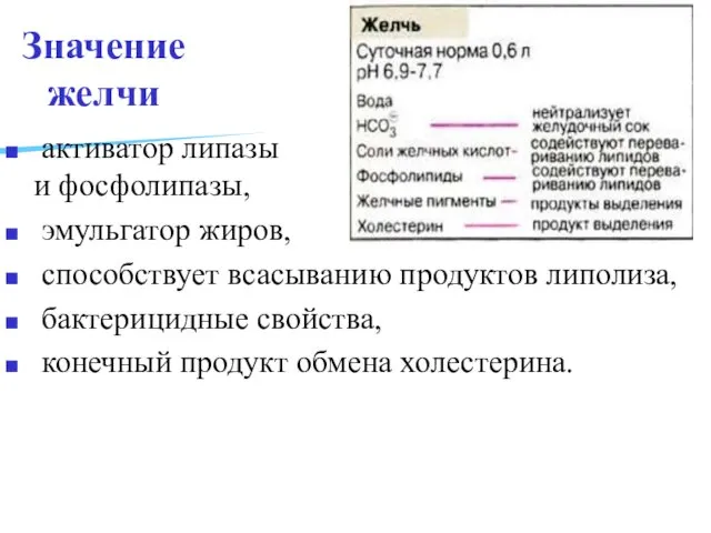 Значение желчи активатор липазы и фосфолипазы, эмульгатор жиров, способствует всасыванию