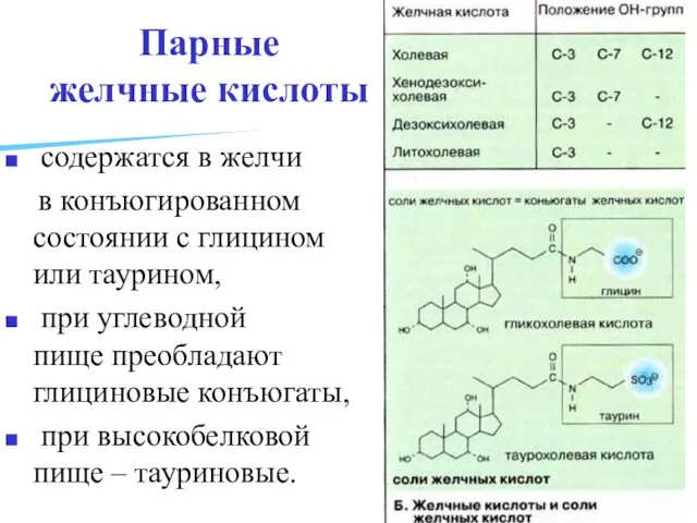 Парные желчные кислоты содержатся в желчи в конъюгированном состоянии с