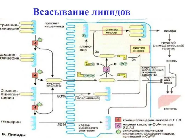 Всасывание липидов