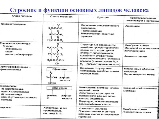 Строение и функции основных липидов человека