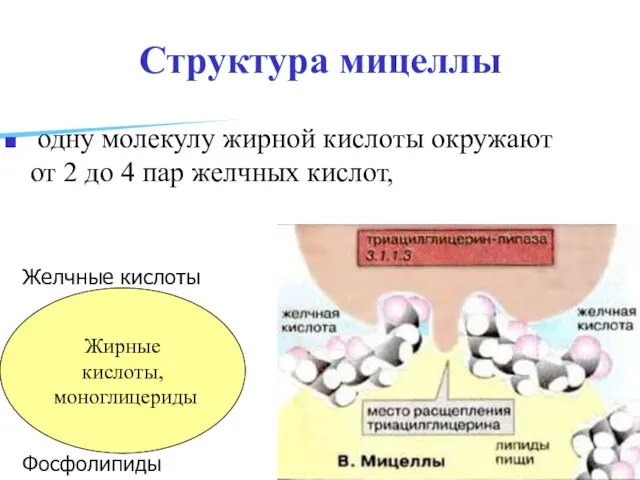 Структура мицеллы одну молекулу жирной кислоты окружают от 2 до