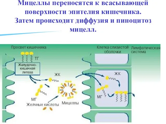 Мицеллы переносятся к всасывающей поверхности эпителия кишечника. Затем происходит диффузия и пиноцитоз мицелл.