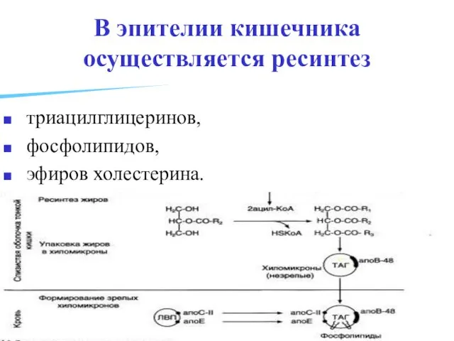 В эпителии кишечника осуществляется ресинтез триацилглицеринов, фосфолипидов, эфиров холестерина.