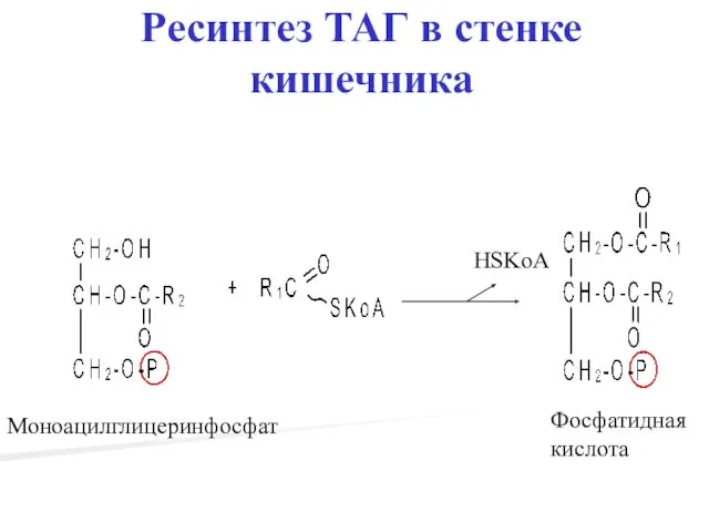 Ресинтез ТАГ в стенке кишечника HSKoA Моноацилглицеринфосфат Фосфатидная кислота
