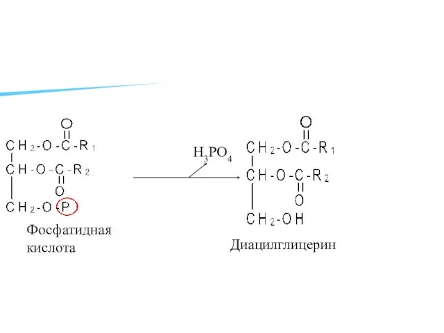 H3PO4 Диацилглицерин Фосфатидная кислота