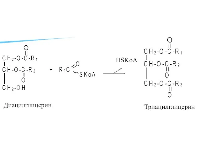 HSKoA Диацилглицерин Триацилглицерин