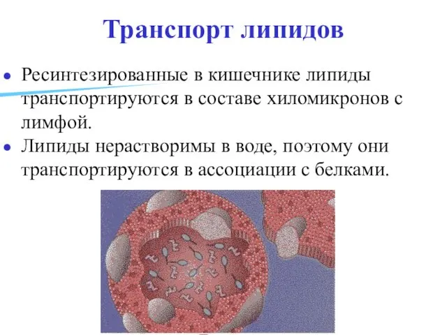 Транспорт липидов Ресинтезированные в кишечнике липиды транспортируются в составе хиломикронов