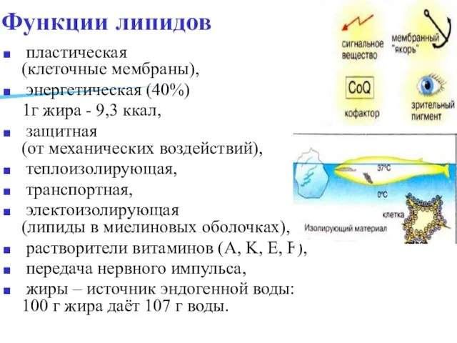 Функции липидов пластическая (клеточные мембраны), энергетическая (40%) 1г жира -