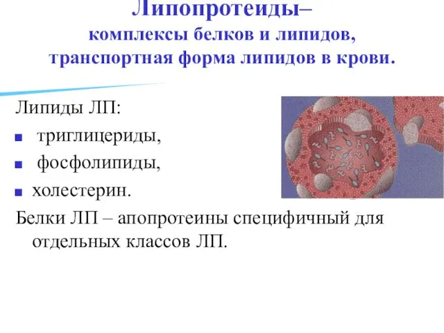 Липопротеиды– комплексы белков и липидов, транспортная форма липидов в крови.