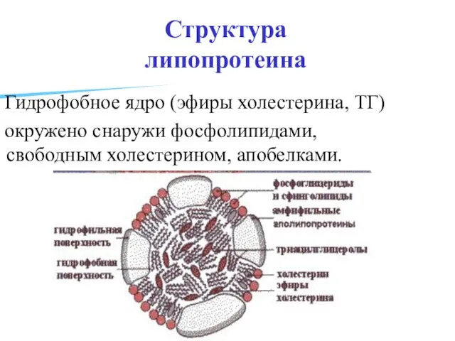 Структура липопротеина Гидрофобное ядро (эфиры холестерина, ТГ) окружено снаружи фосфолипидами, свободным холестерином, апобелками.