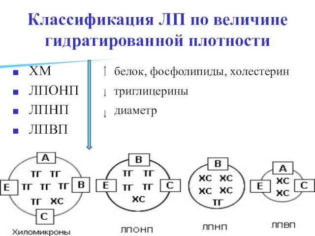 Классификация ЛП по величине гидратированной плотности ХМ белок, фосфолипиды, холестерин ЛПОНП триглицерины ЛПНП диаметр ЛПВП