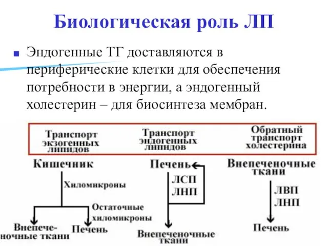 Биологическая роль ЛП Эндогенные ТГ доставляются в периферические клетки для