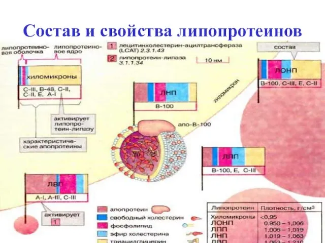 Состав и свойства липопротеинов