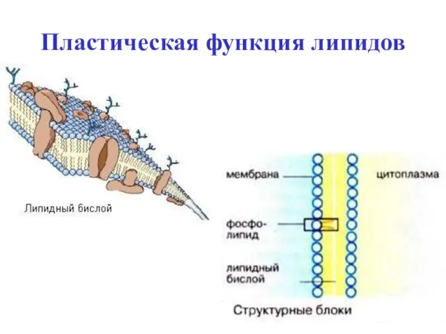 Пластическая функция липидов