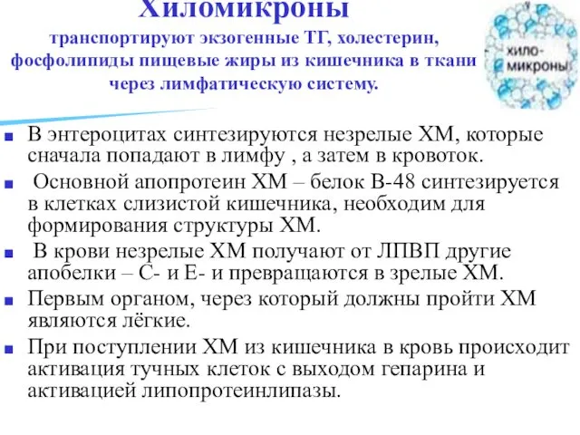 Хиломикроны транспортируют экзогенные ТГ, холестерин, фосфолипиды пищевые жиры из кишечника