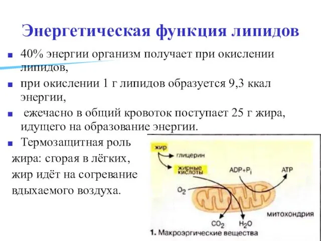 Энергетическая функция липидов 40% энергии организм получает при окислении липидов,