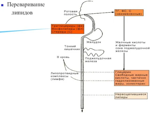 Переваривание липидов