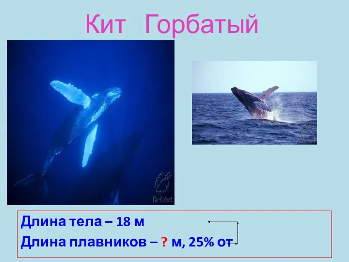 Кит Горбатый Длина тела – 18 м Длина плавников – ? м, 25% от