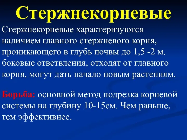 Стержнекорневые характеризуются наличием главного стержневого корня, проникающего в глубь почвы