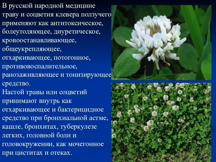В русской народной медицине траву и соцветия клевера ползучего применяют