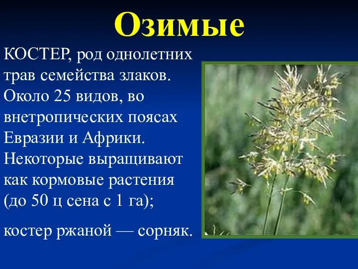 КОСТЕР, род однолетних трав семейства злаков. Около 25 видов, во