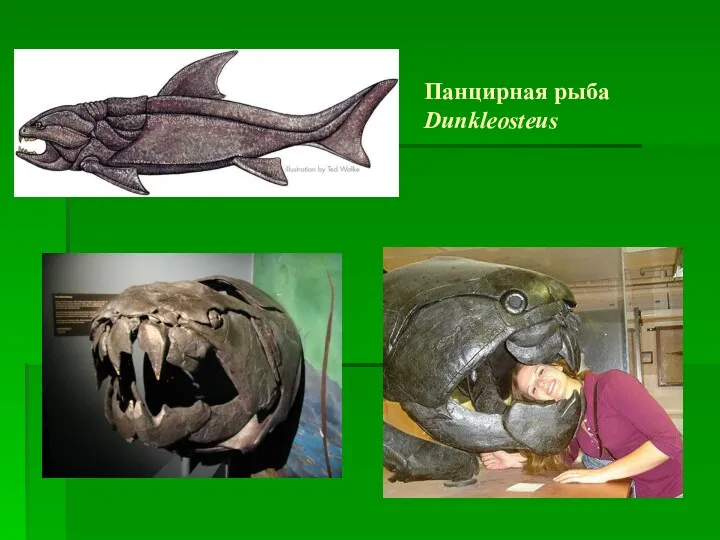 Панцирная рыба Dunkleosteus