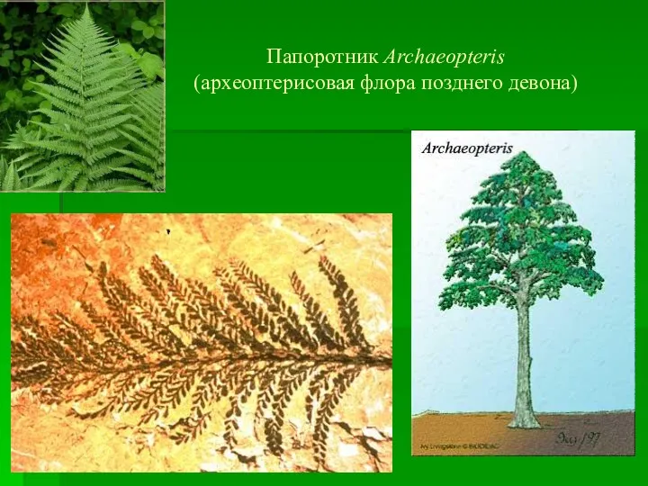 Папоротник Archaeopteris (археоптерисовая флора позднего девона)