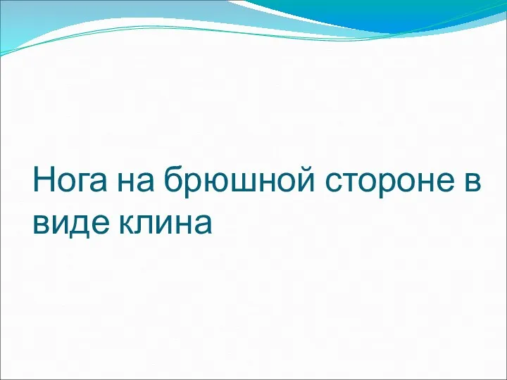 Нога на брюшной стороне в виде клина