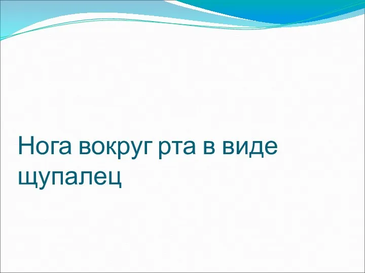 Нога вокруг рта в виде щупалец