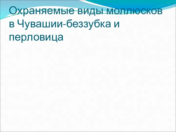 Охраняемые виды моллюсков в Чувашии-беззубка и перловица