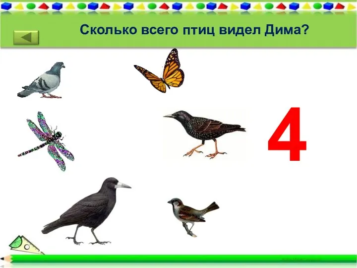 Сколько всего птиц видел Дима?