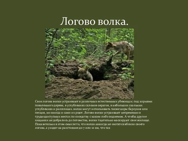 Логово волка. Свои логова волки устраивают в различных естественных убежищах: