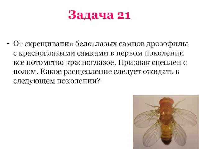 Задача 21 От скрещивания белоглазых самцов дрозофилы с красноглазыми самками