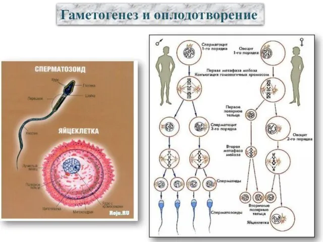 Гаметогенез и оплодотворение