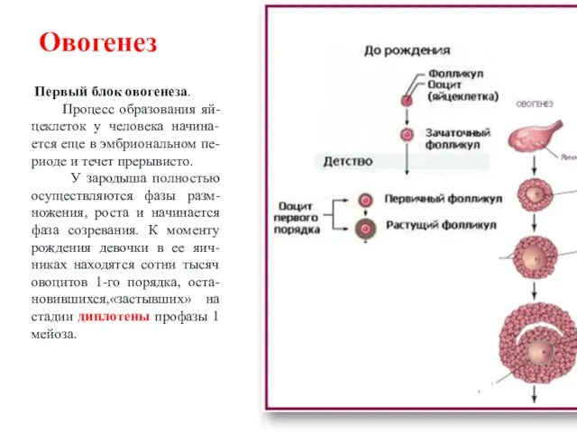 Первый блок овогенеза. Процесс образования яй-цеклеток у человека начина-ется еще