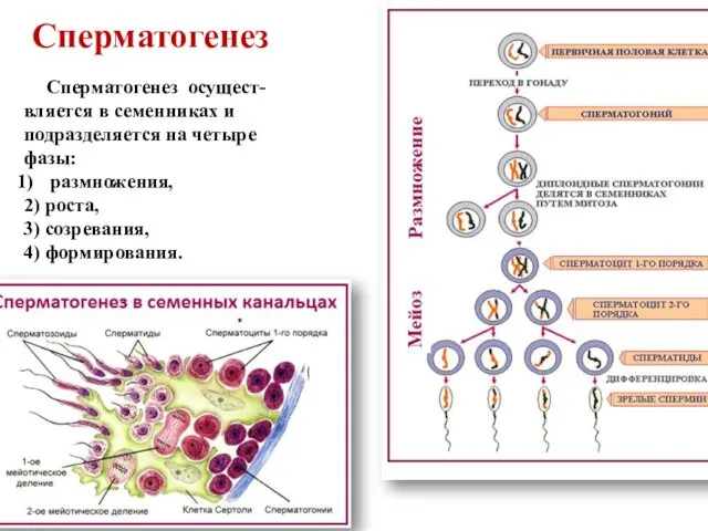 Сперматогенез осущест-вляется в семенниках и подразделяется на четыре фазы: размножения,