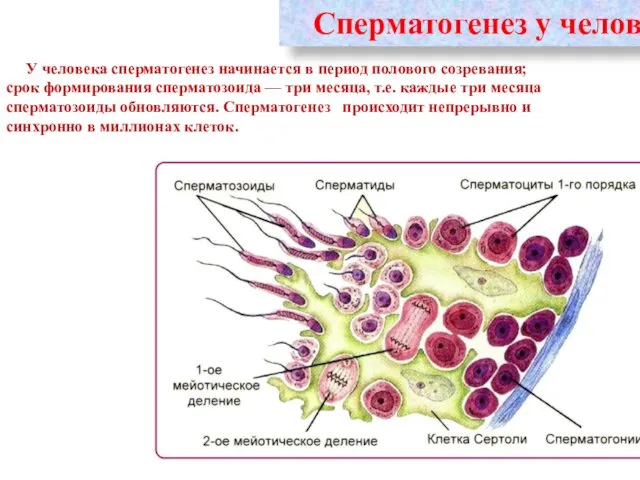 Сперматогенез у человека У человека сперматогенез начинается в период полового