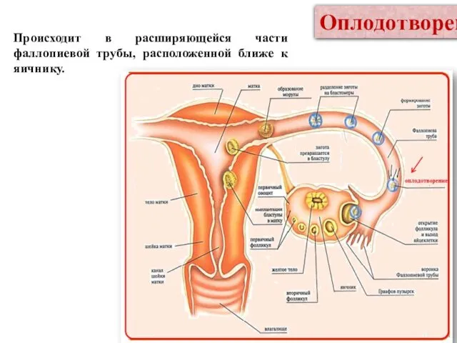 Происходит в расширяющейся части фаллопиевой трубы, расположенной ближе к яичнику. Оплодотворение