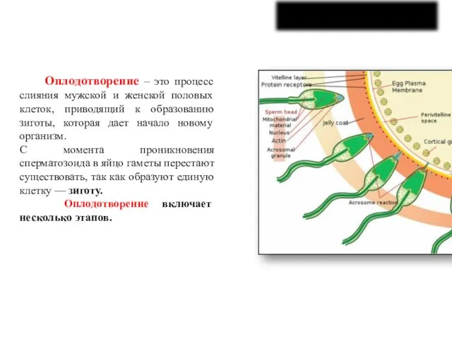 Оплодотворение – это процесс слияния мужской и женской половых клеток,