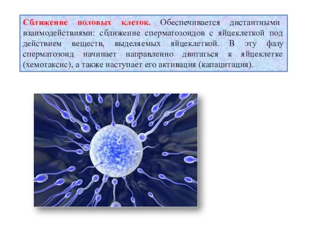 Сближение половых клеток. Обеспечивается дистантными взаимодействиями: сближение сперматозоидов с яйцеклеткой