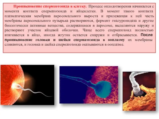 Проникновение сперматозоида в клетку. Процесс оплодотворения начинается с момента контакта