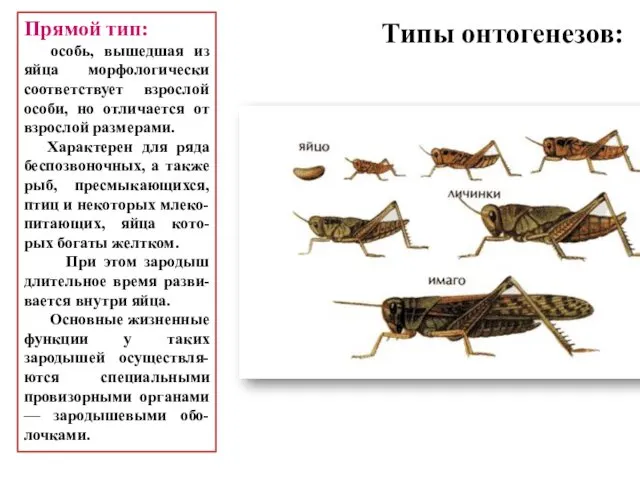 Прямой тип: особь, вышедшая из яйца морфологически соответствует взрослой особи,