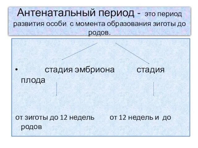 Антенатальный период - это период развития особи с момента образования