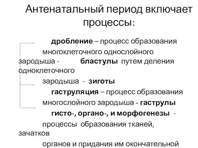 Антенатальный период включает процессы: дробление – процесс образования многоклеточного однослойного